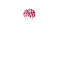 pastel rose sur calque,nuque david, 21x29,7cm, 2008 MX 40